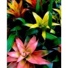 Guzmania